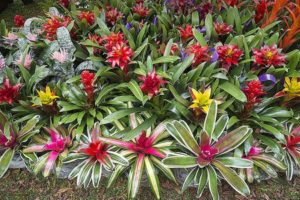 bromeliads